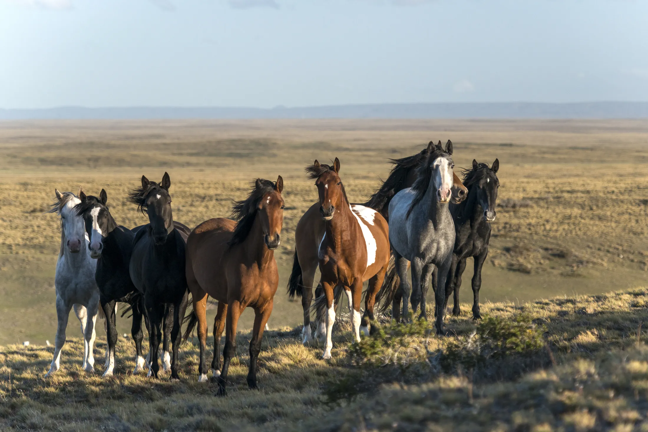 Caballos Patagonia  - Arte decorativo impresión fine art Chile